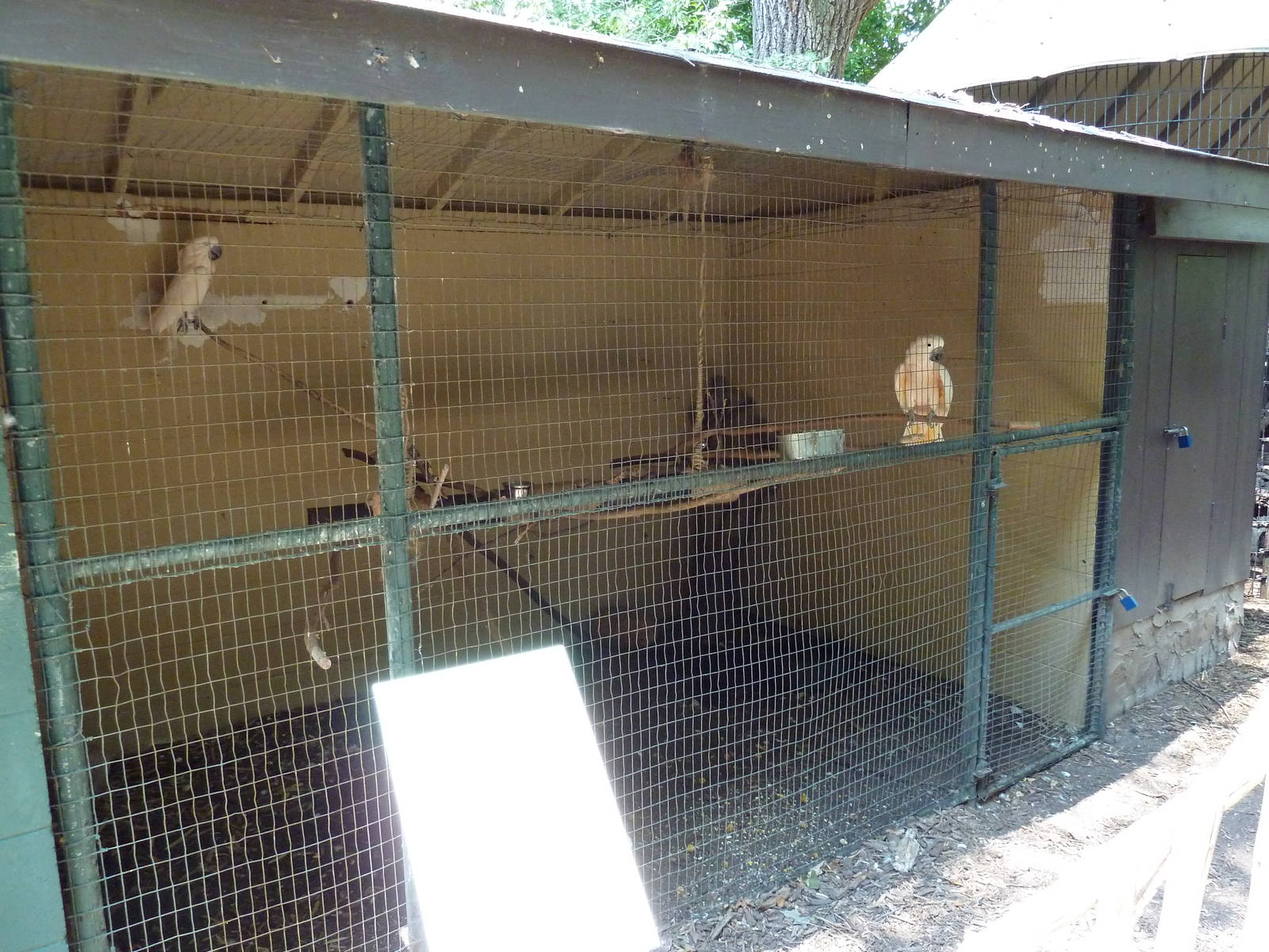 Moluccan Cockatoo Exhibit