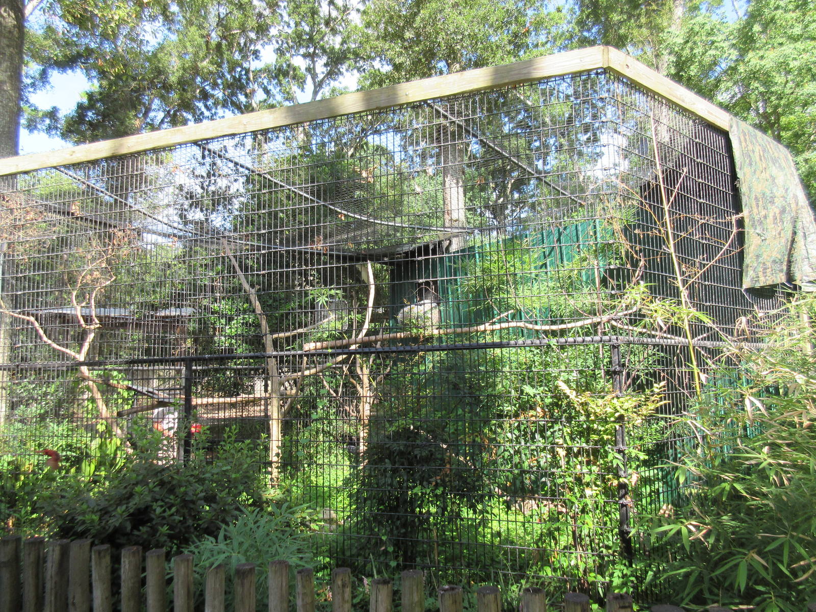 Moluccan Cockatoo Exhibit