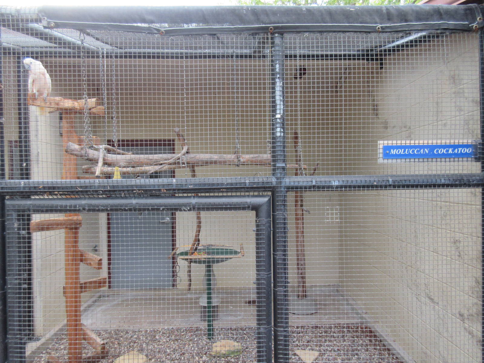 Moluccan Cockatoo Exhibit