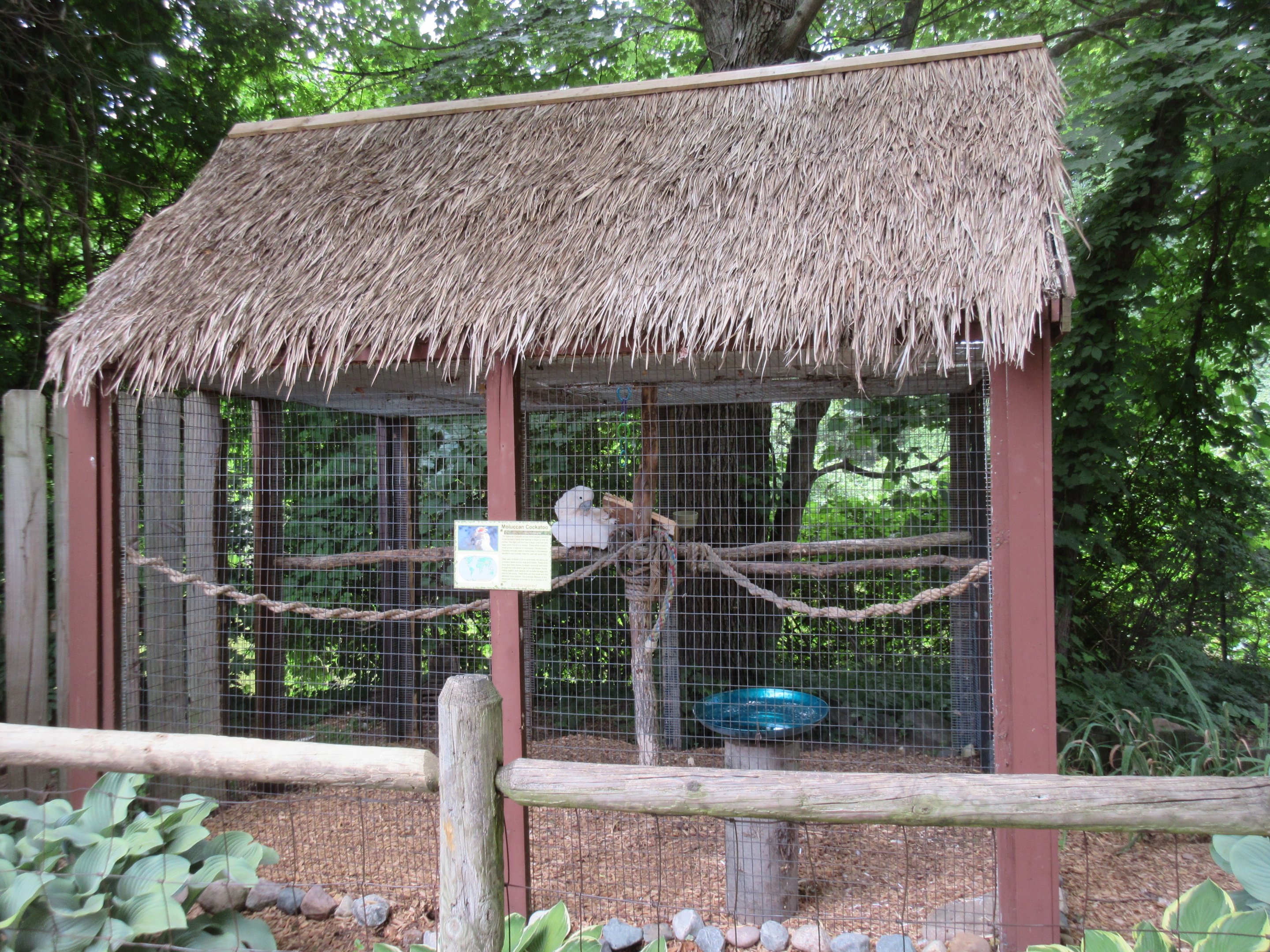 Moluccan Cockatoo Exhibit