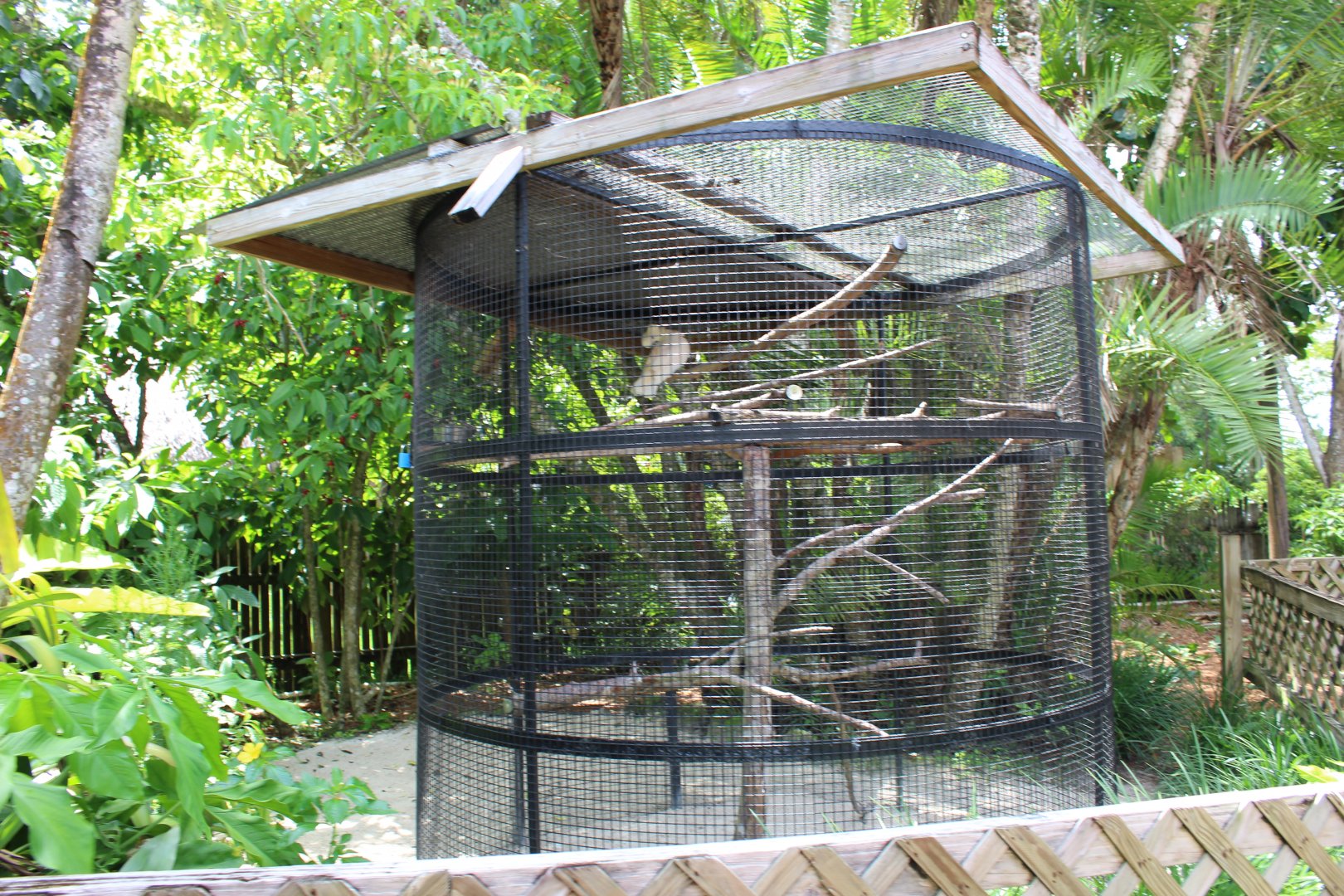 Moluccan Cockatoo Exhibit