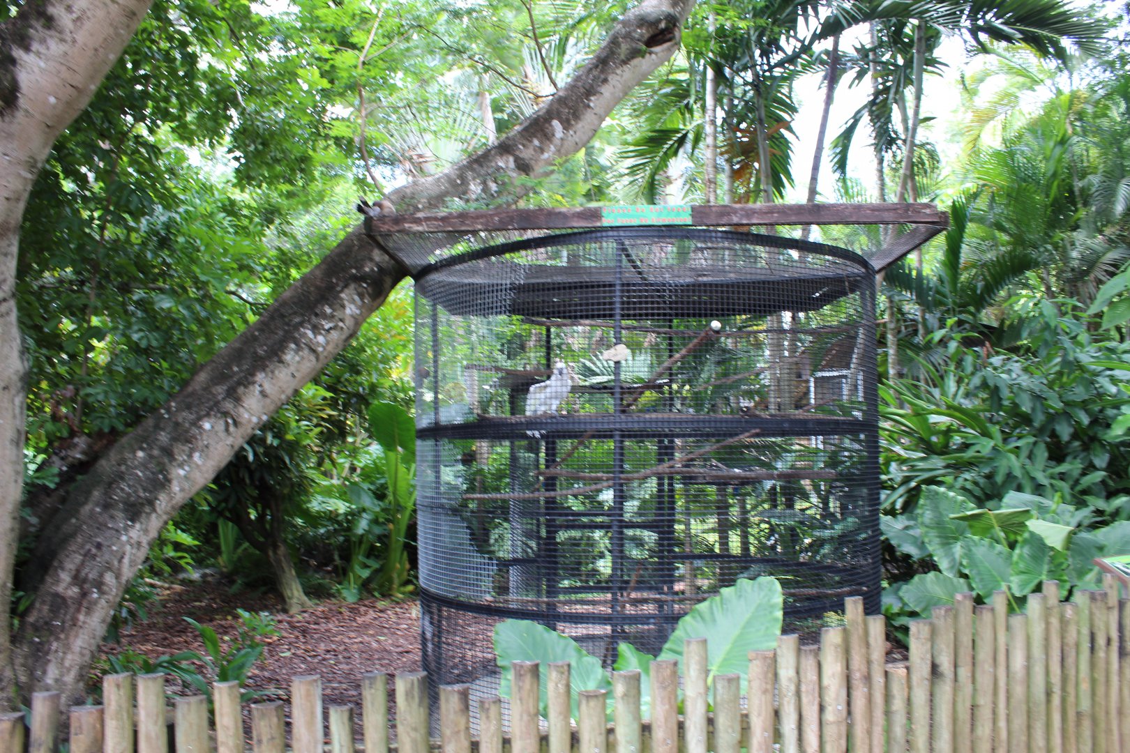 Moluccan Cockatoo Exhibit
