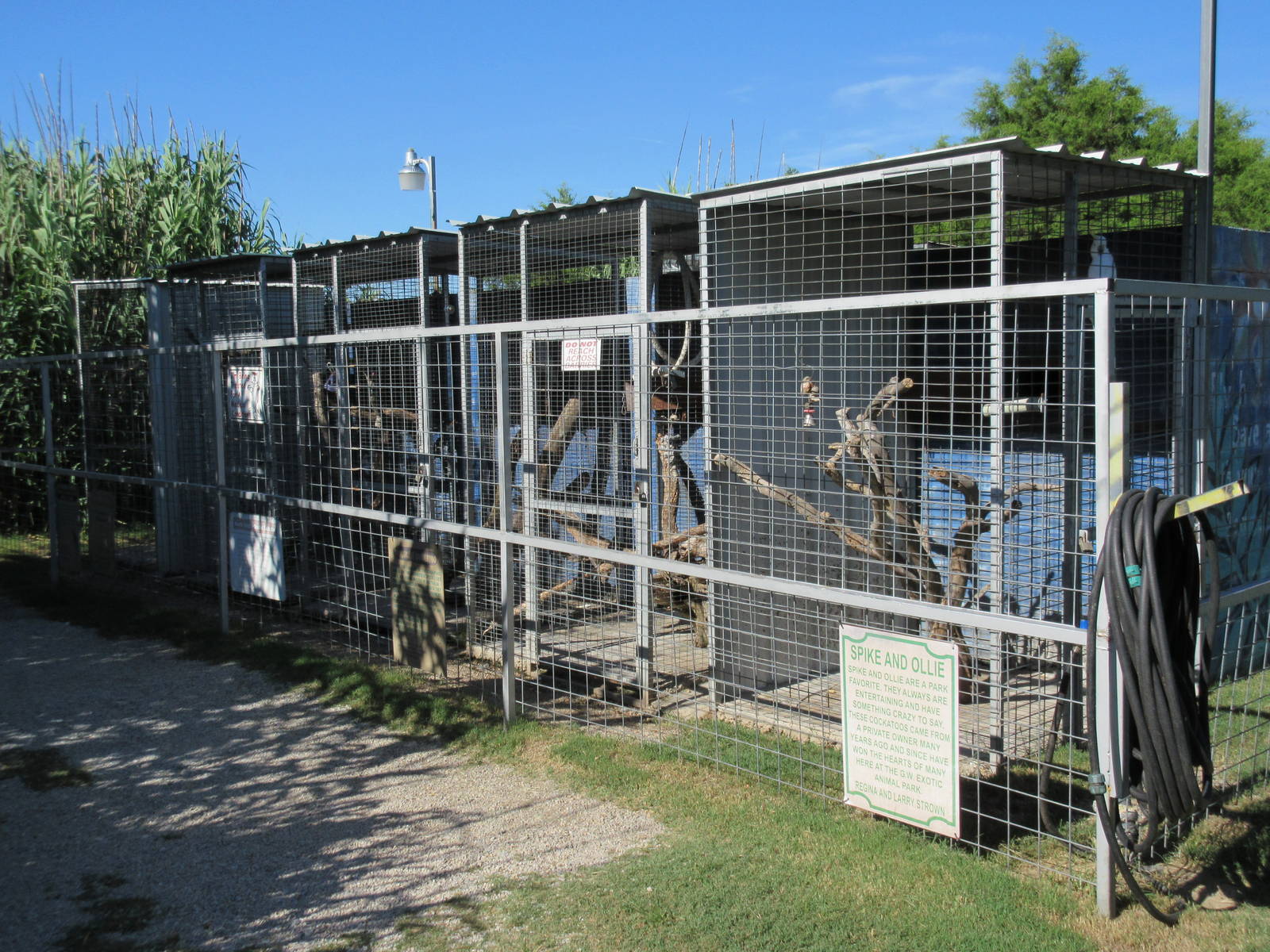 Moluccan Cockatoo Exhibits