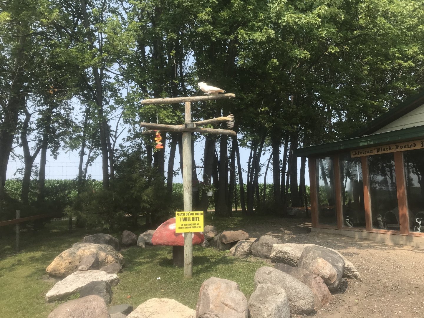 Moluccan Cockatoo Perch