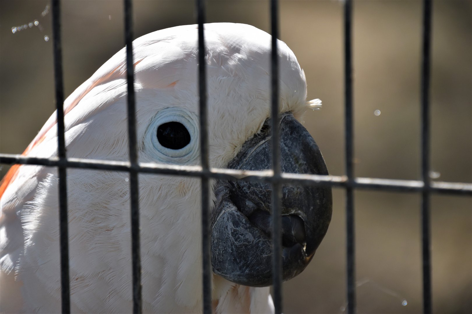 Moluccan cockatoo portrait
