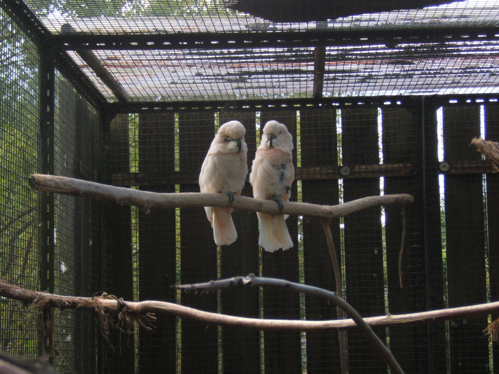 Moluccan Cockatoo`s
