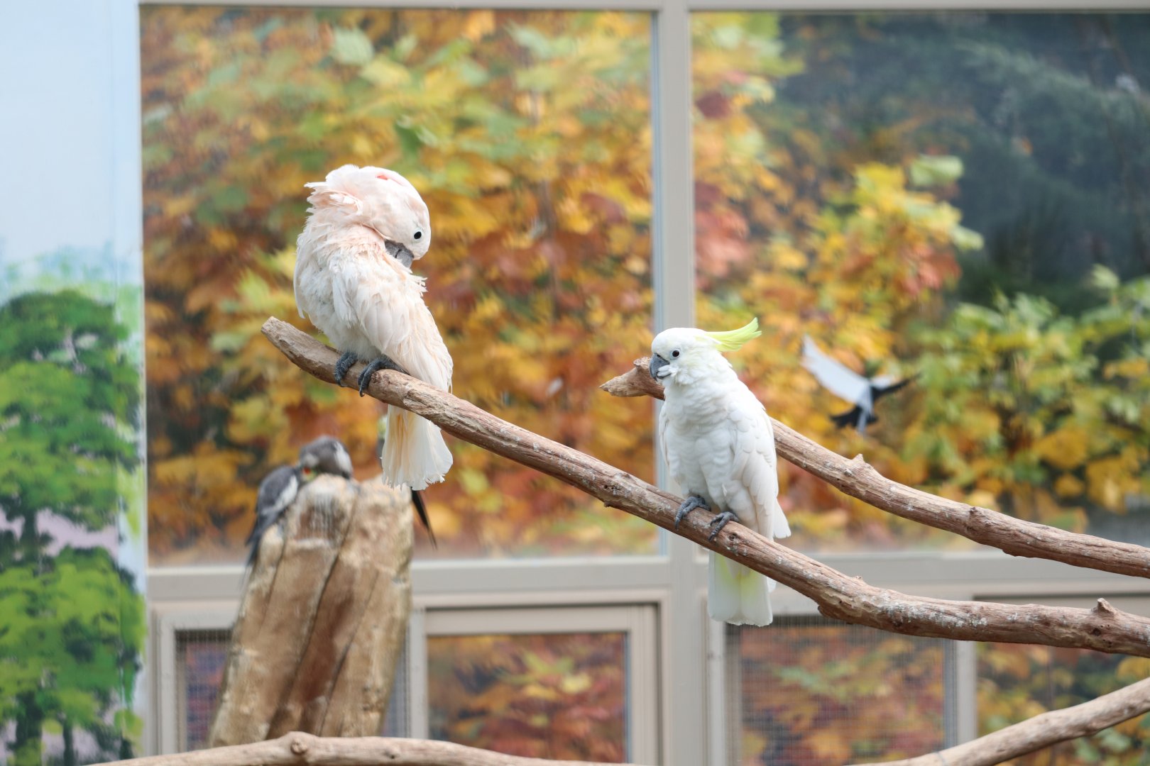 Moluccan Cockatoo & Sulphur-crested Cockatoo