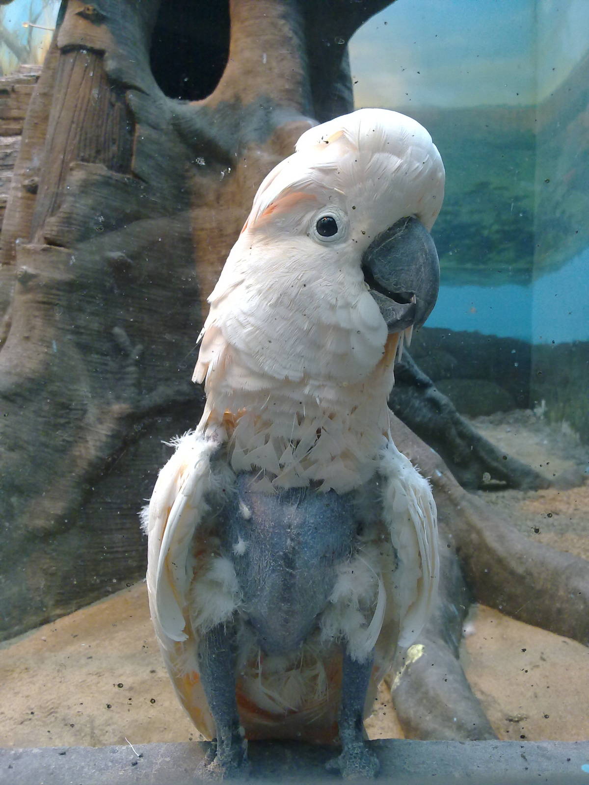 Moluccan cockatoo with feather damaging behaviour