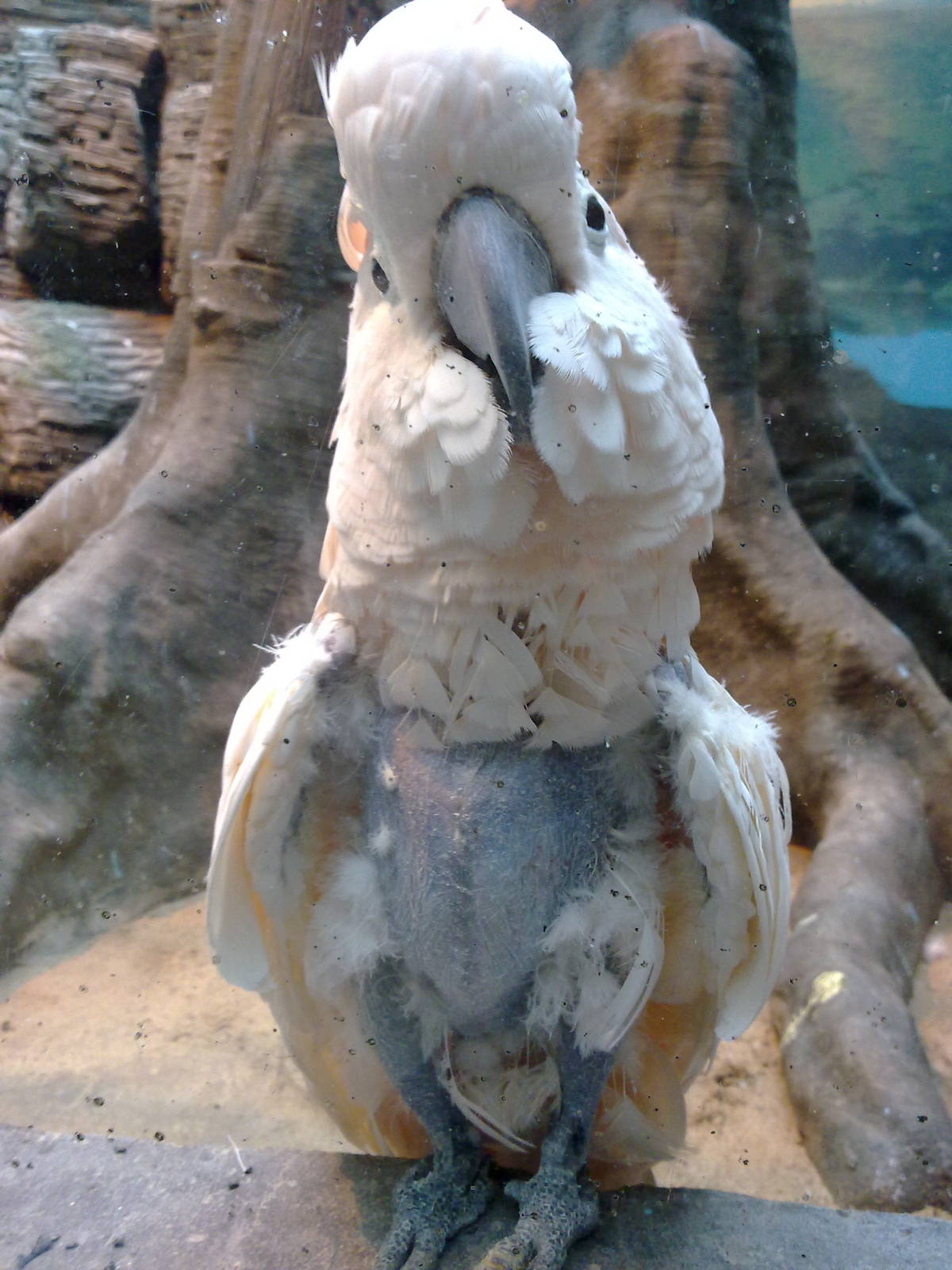 Moluccan cockatoo with feather damaging behaviour