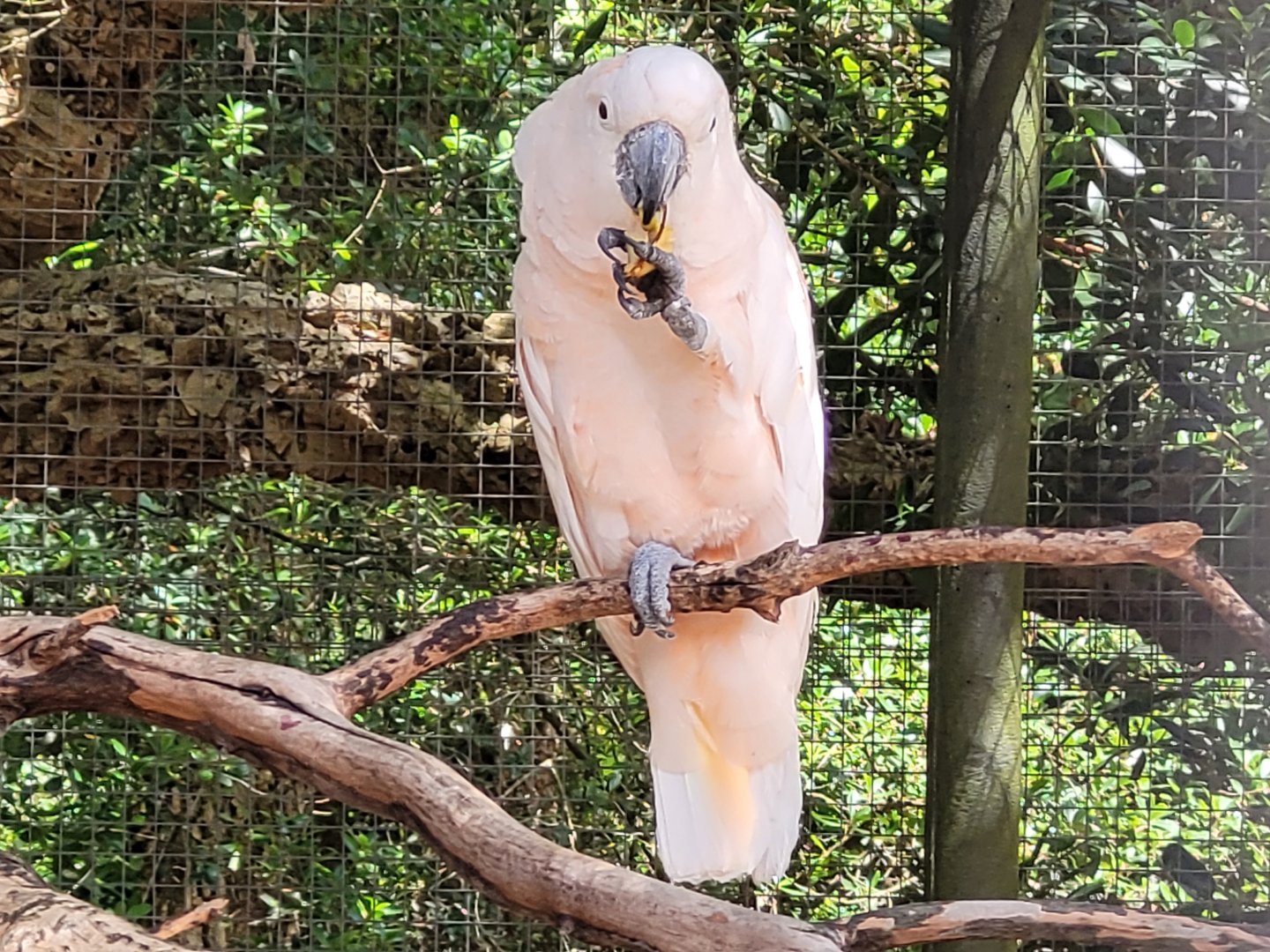 Moluccan cockatoo -Zoo de Labenne (2024)