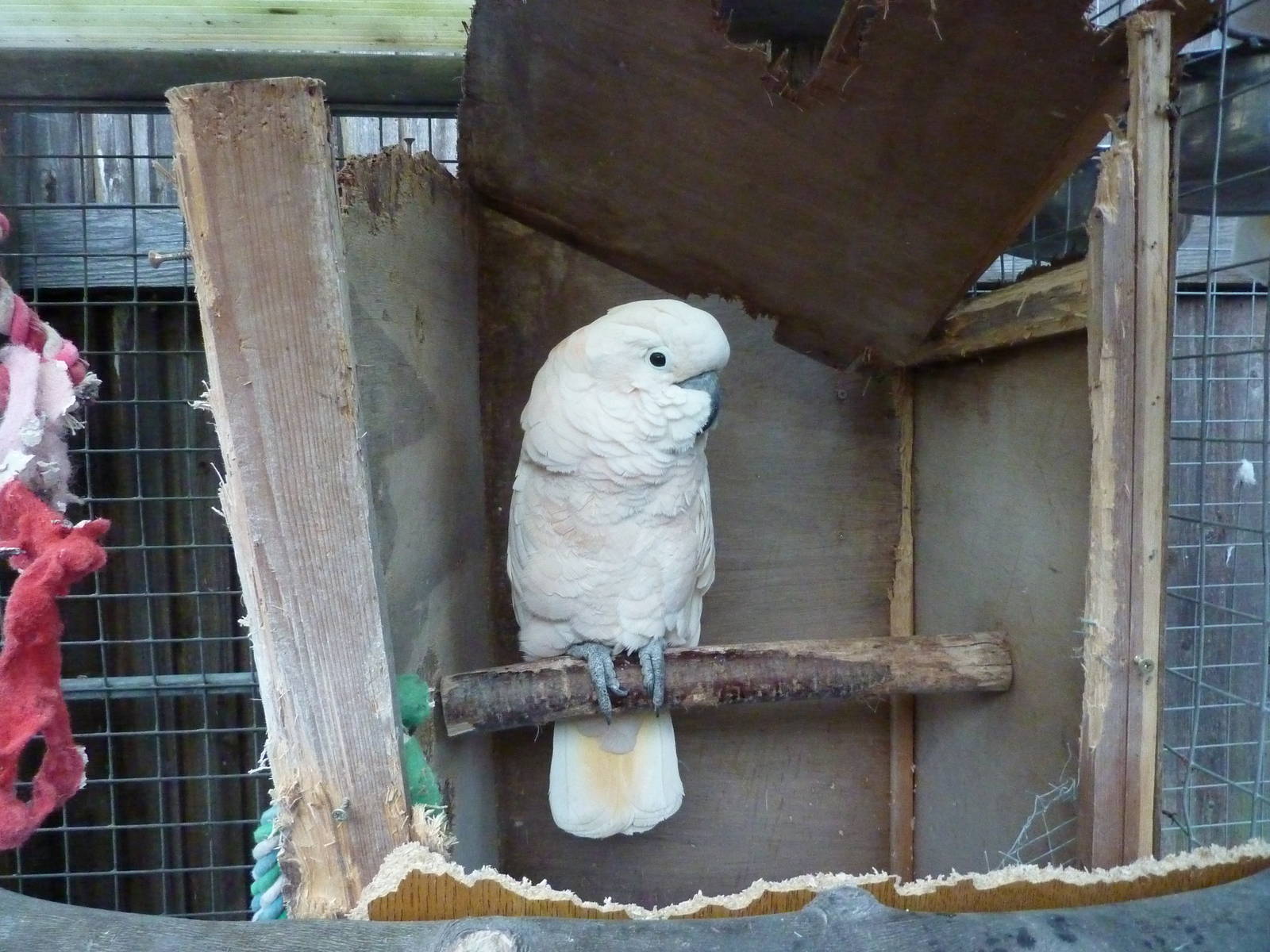 Moluccan cockatoo
