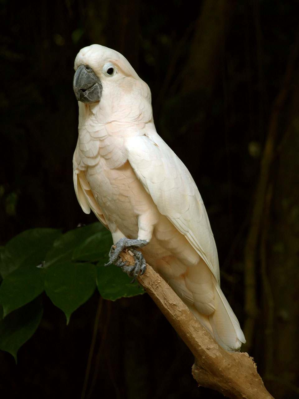 Moluccan cockatoo