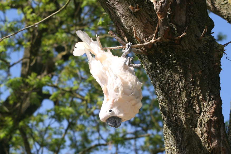 Moluccan Cockatoo