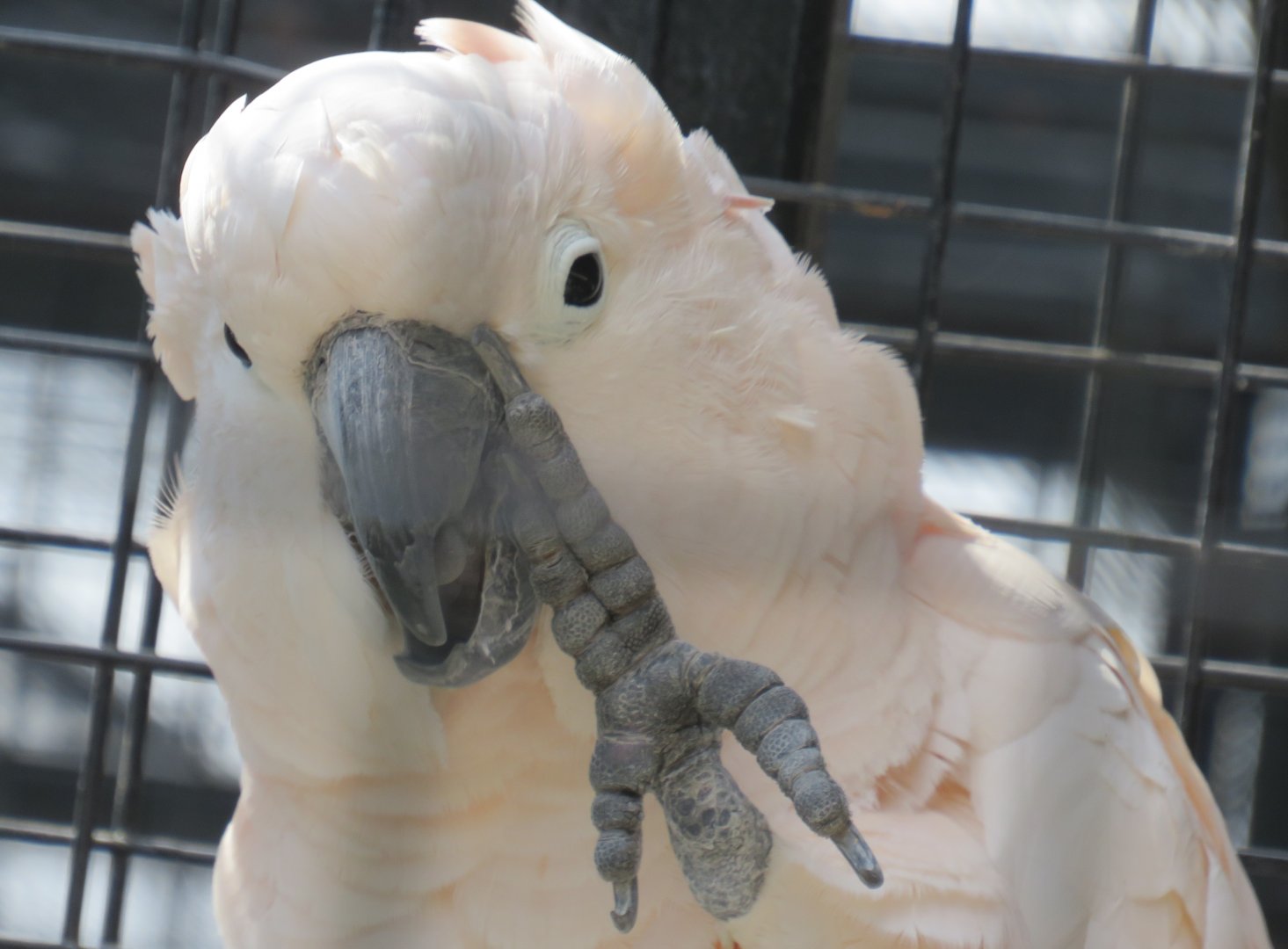 Moluccan cockatoo