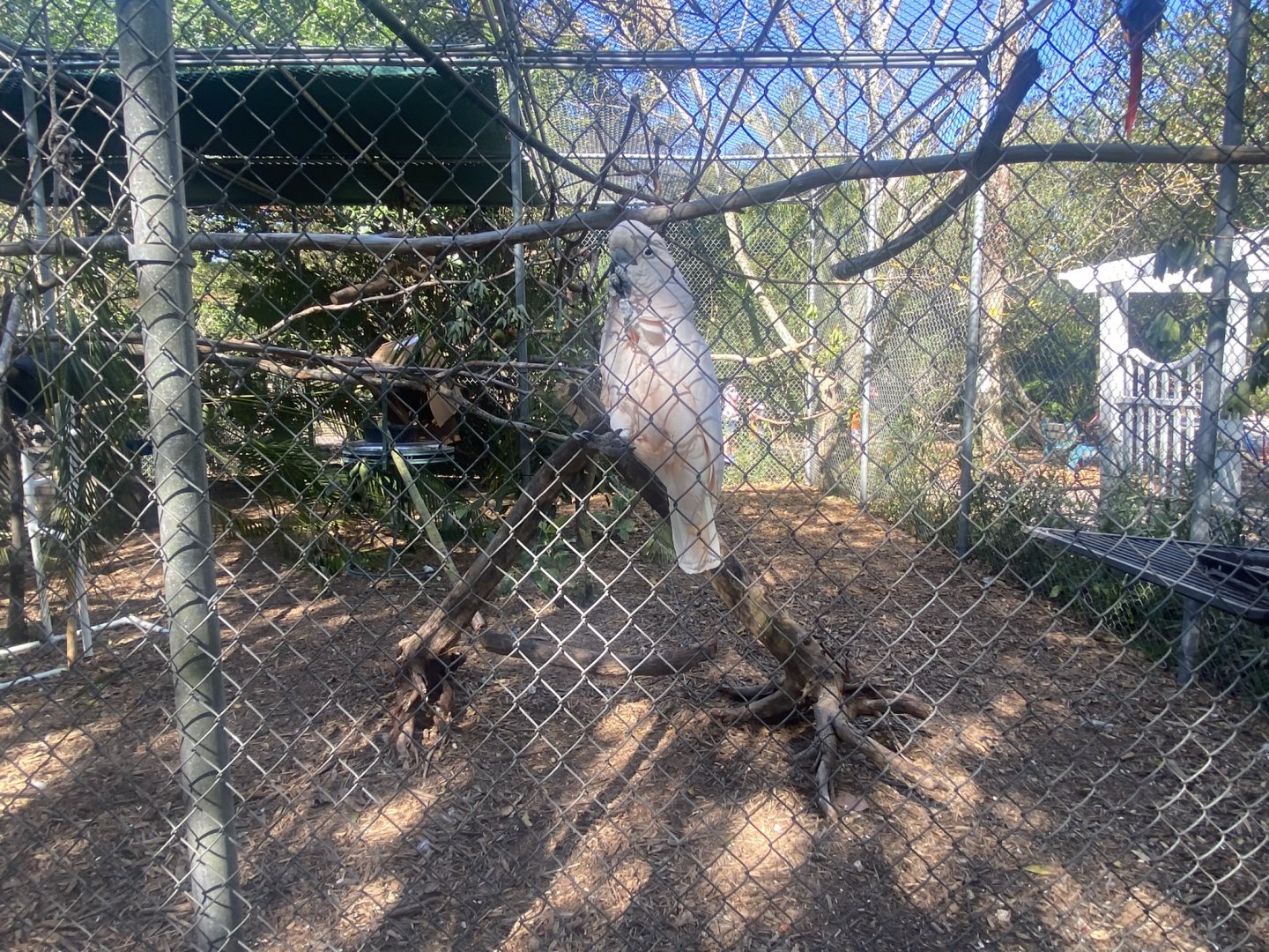 Moluccan Cockatoo (?)