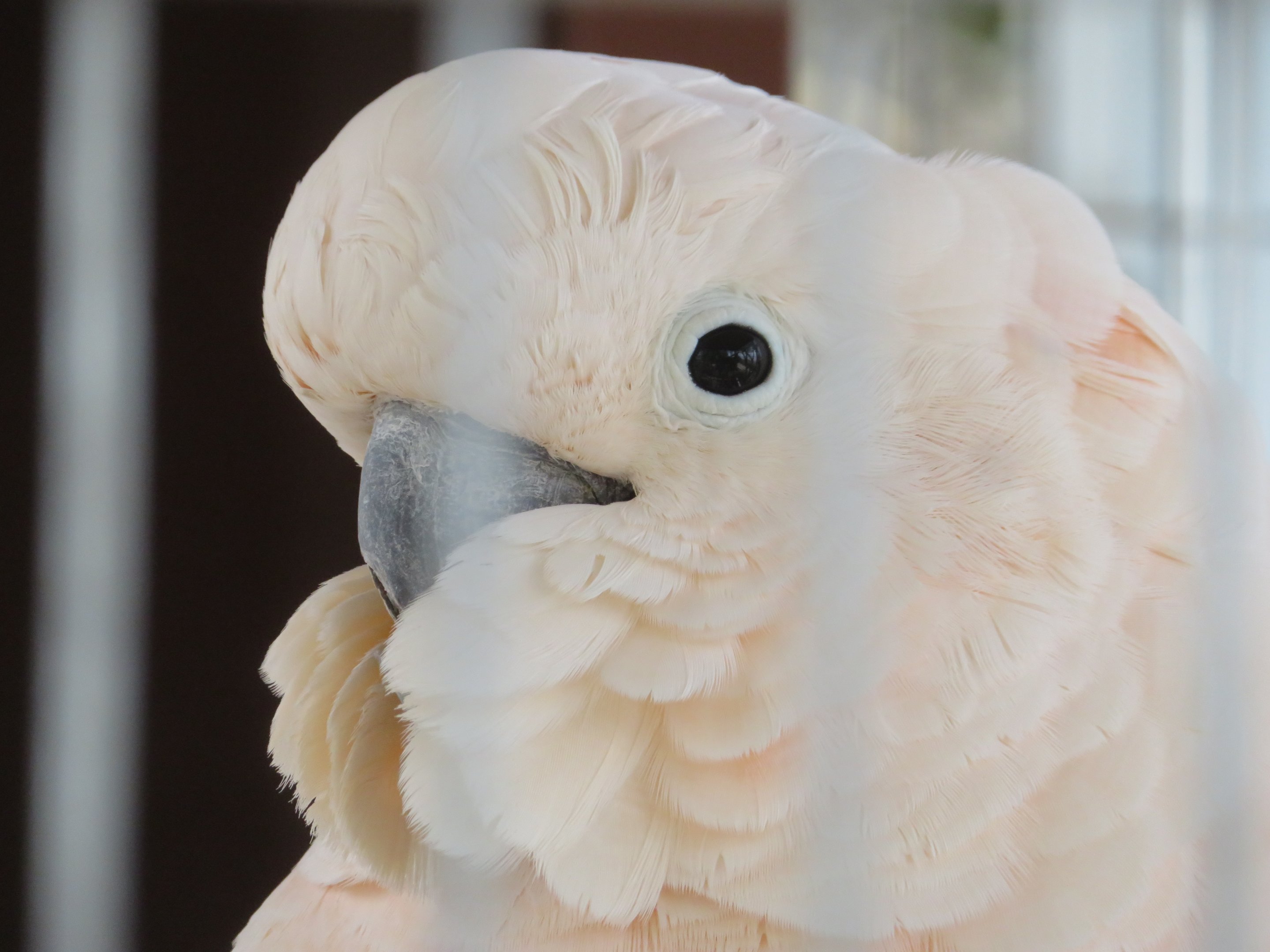 Moluccan Cockatoo