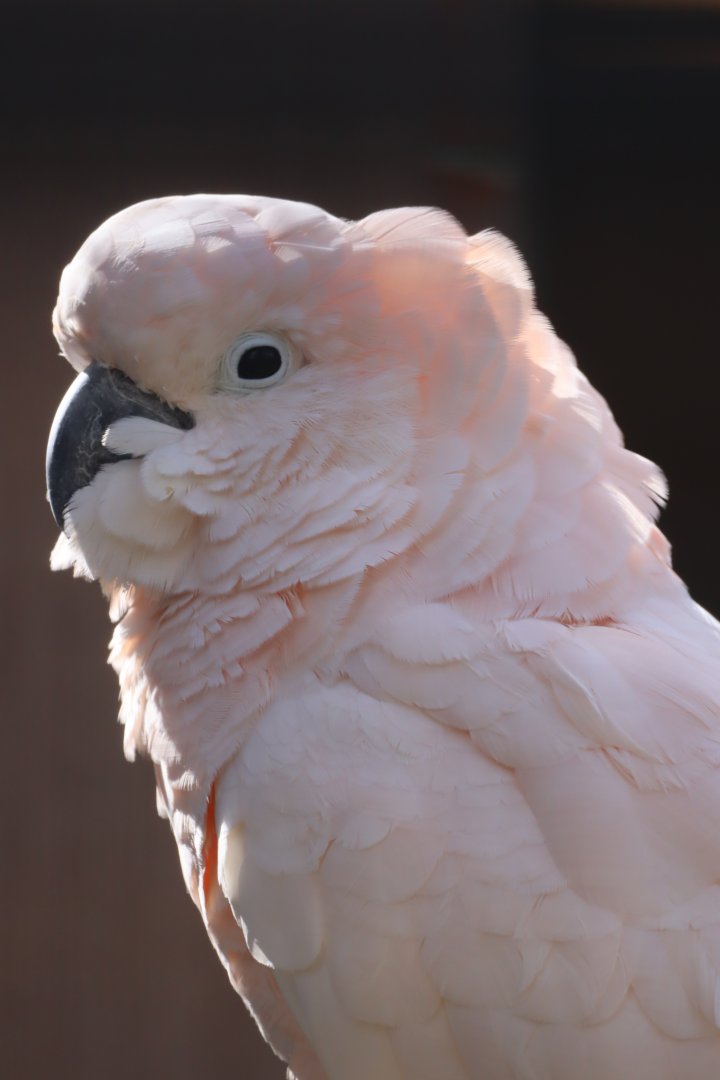 Moluccan Cockatoo