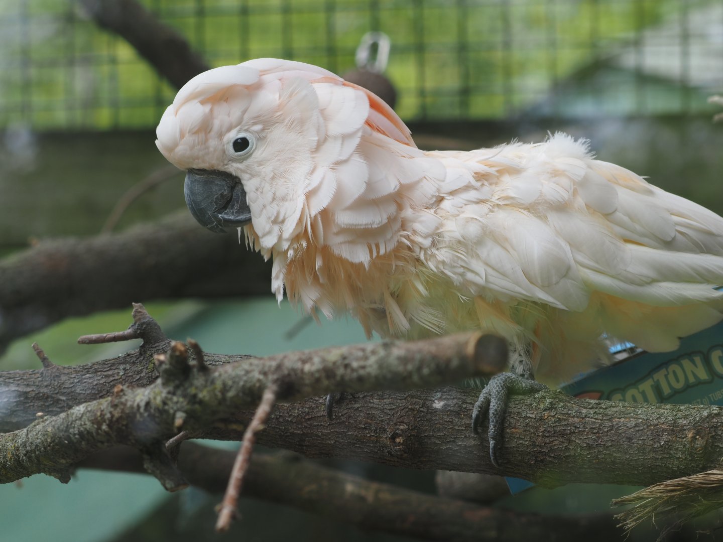Moluccan Cockatoo
