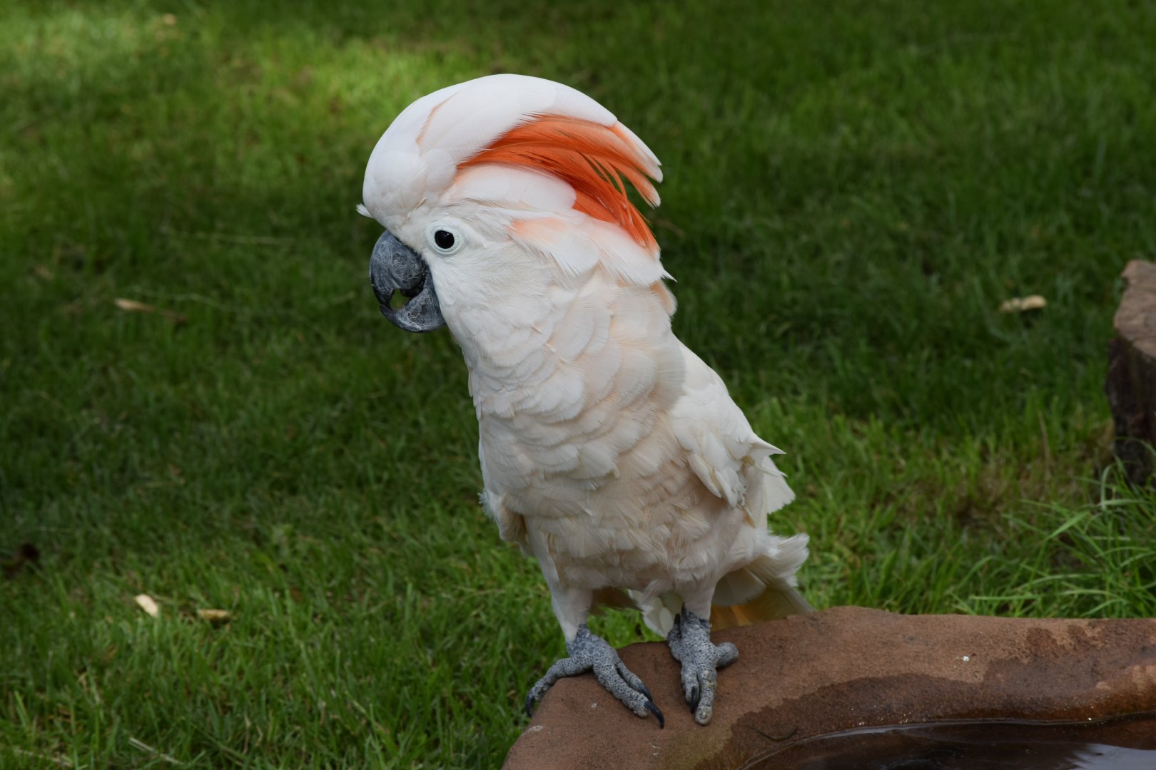 Moluccan cockatoo