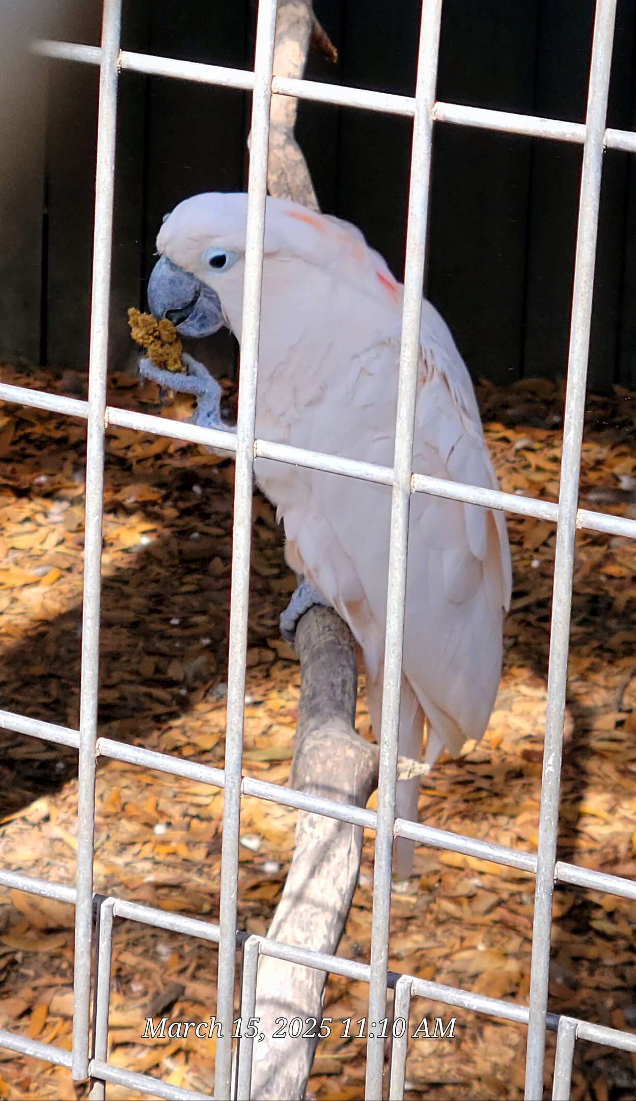 Moluccan Cockatoo