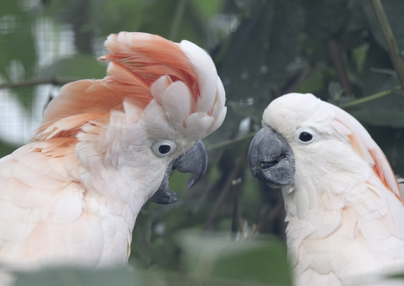 Moluccan cockatoos