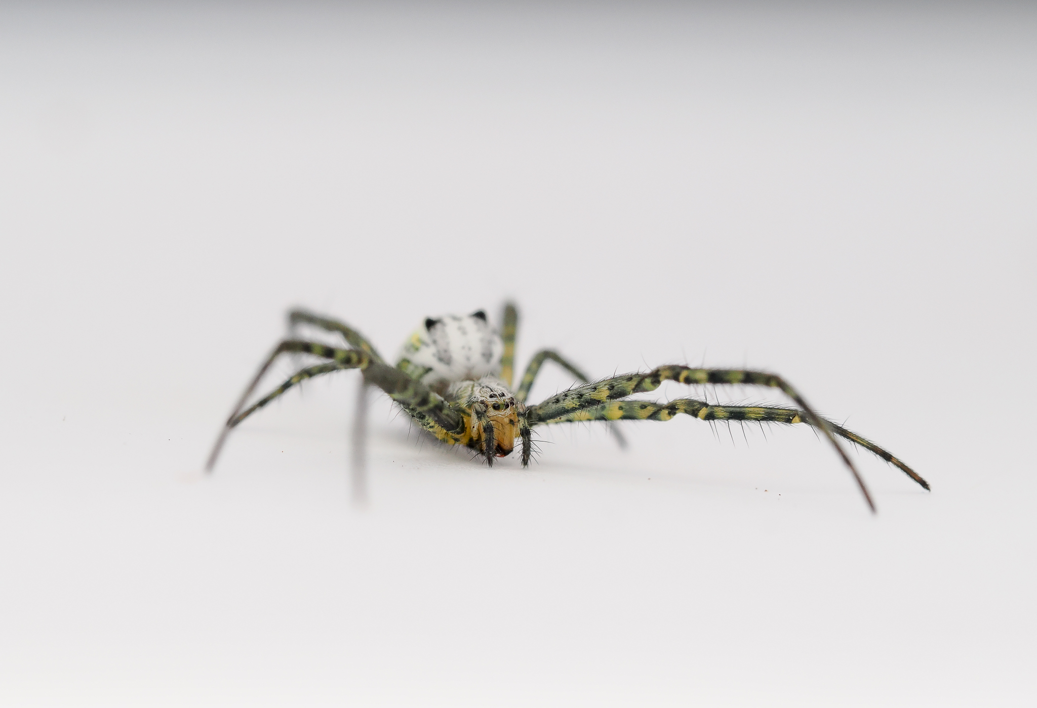 Moluccan Dome Spider