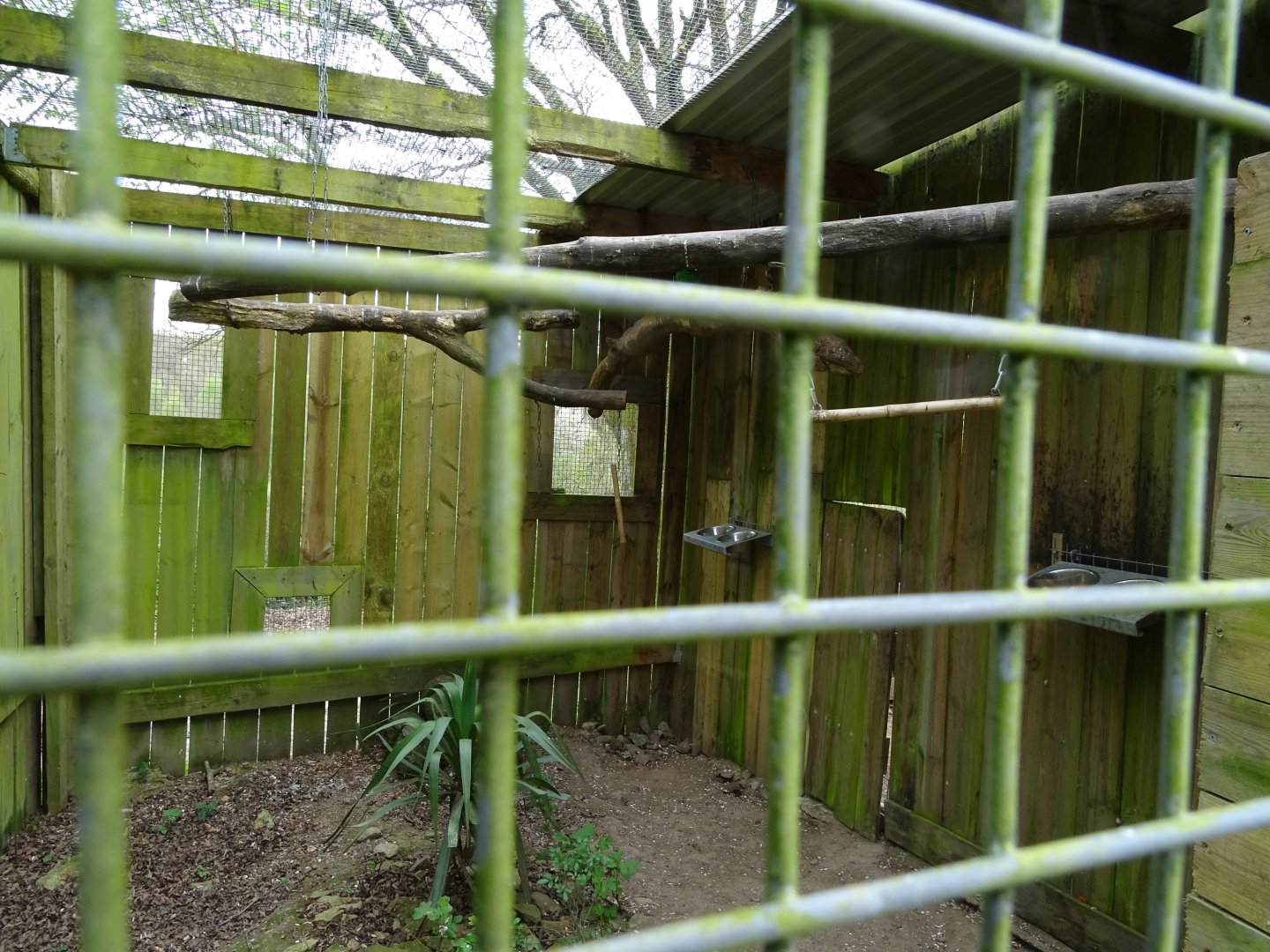Moluccan eclectus (Eclectus roratus) aviary - Parc animalier d'Ecouves