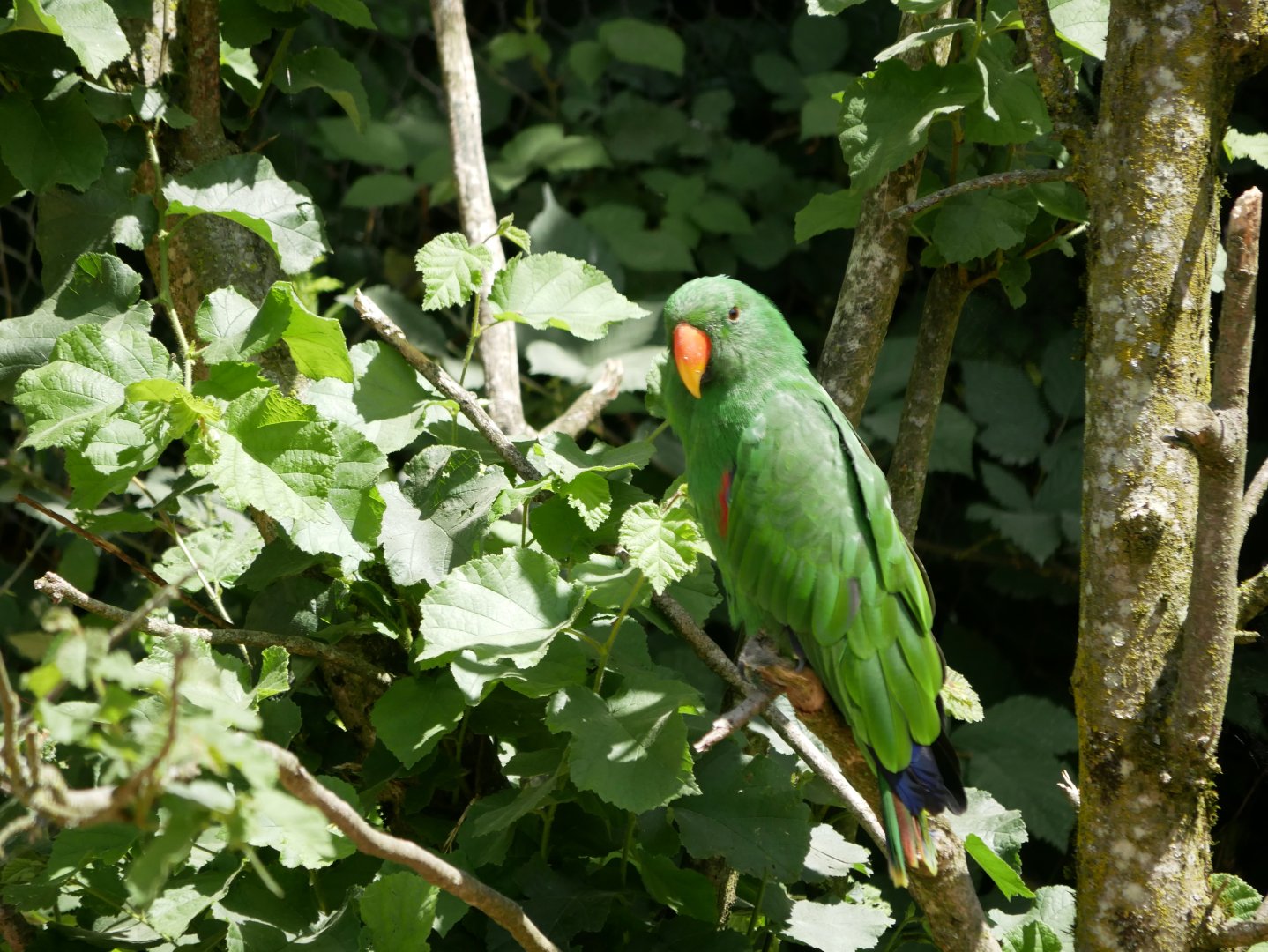 Moluccan eclectus (Eclectus roratus) - male