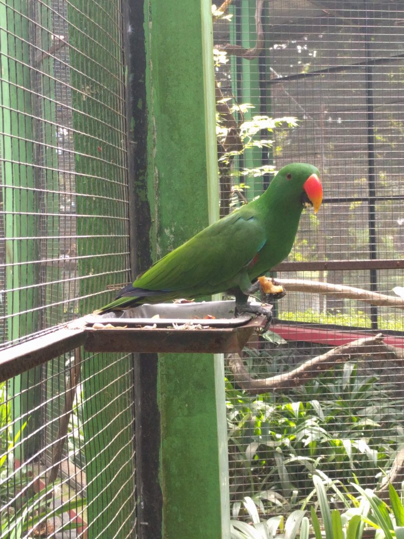 Moluccan Eclectus (Eclectus roratus) - Taru Jurug Zoo