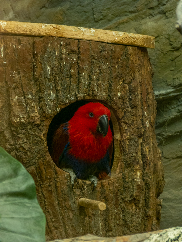 Moluccan eclectus (Eclectus roratus)
