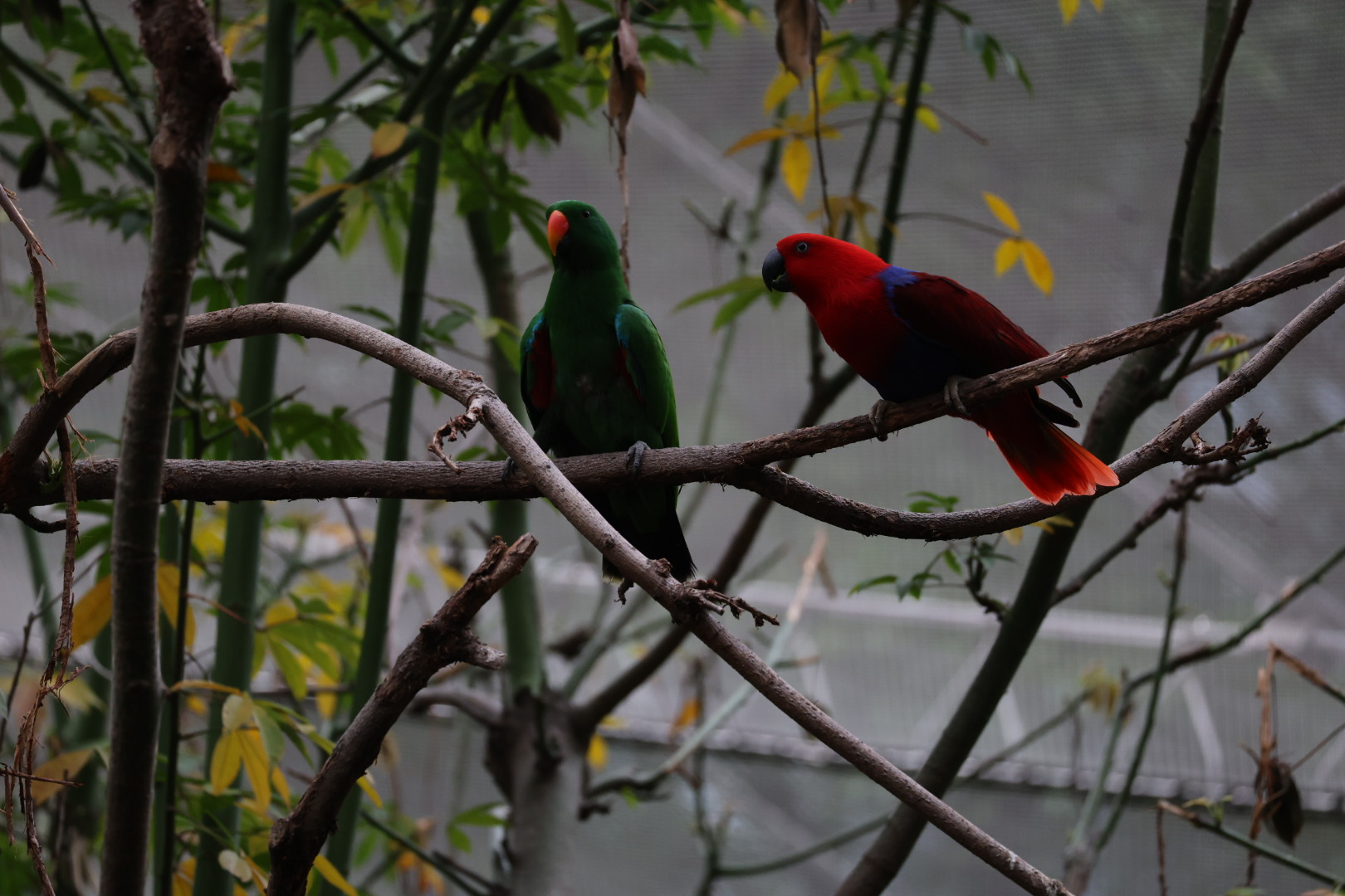 Moluccan eclectus (Eclectus roratus)