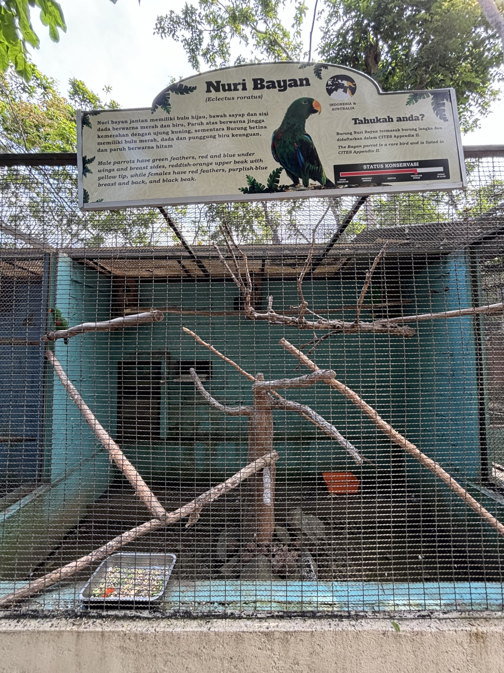 Moluccan Eclectus Parrot Aviary