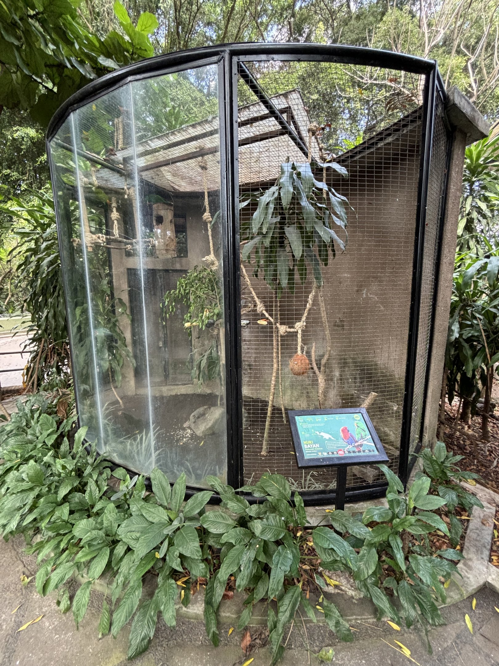 Moluccan Eclectus Parrot Aviary