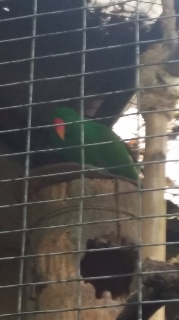 Moluccan eclectus parrot (Eclectus roratus)