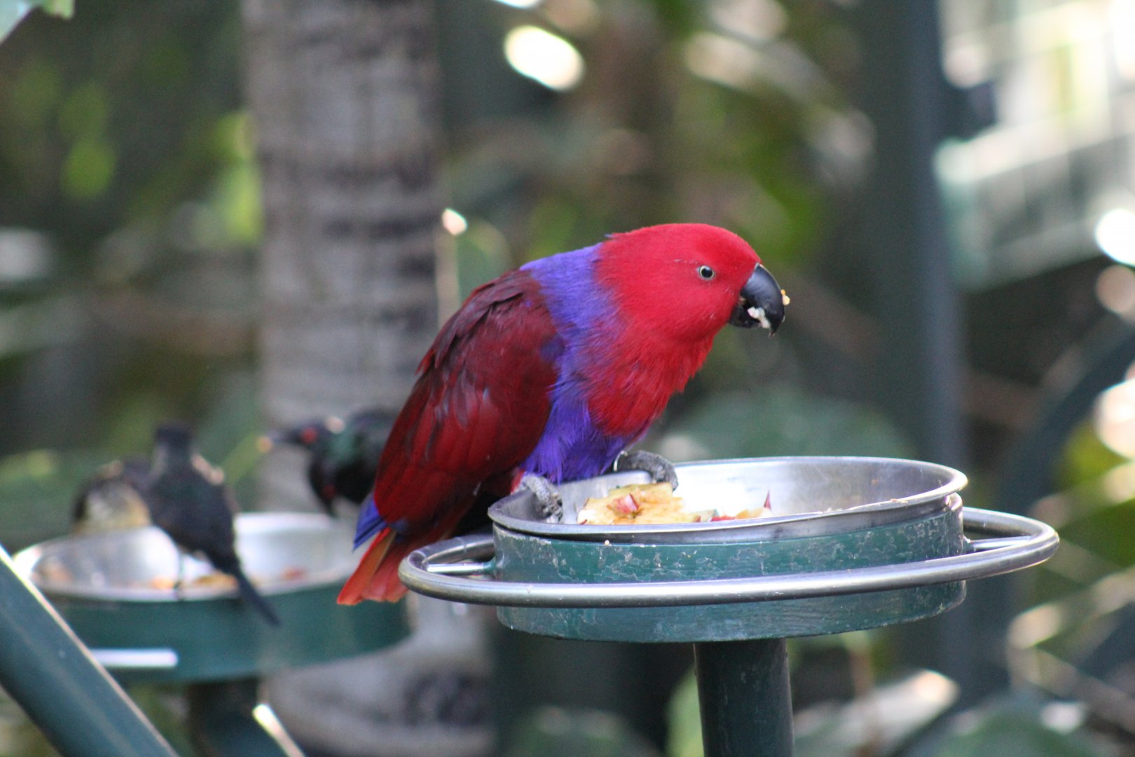 Moluccan Eclectus Parrot