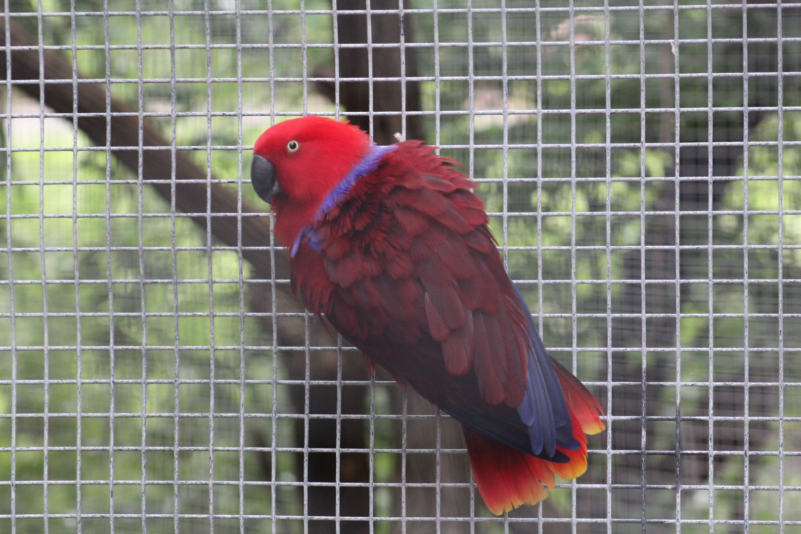 Moluccan Eclectus Parrot