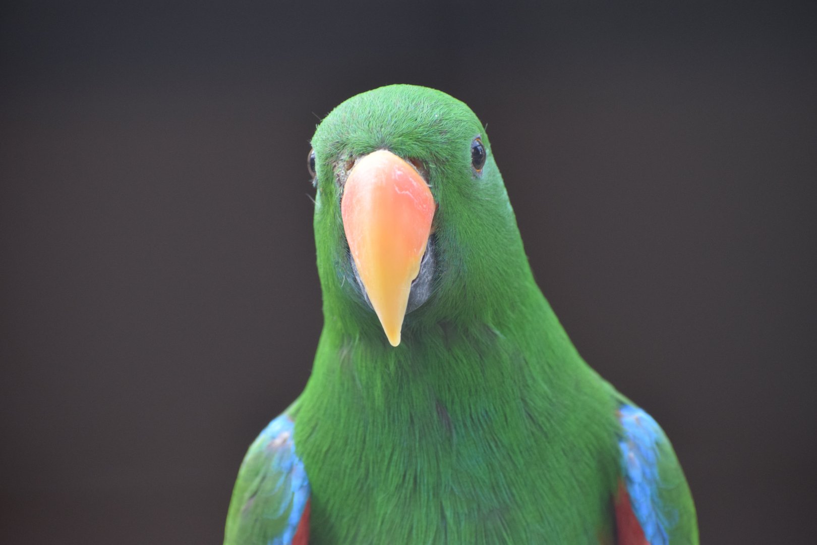 Moluccan eclectus - Vogelpark Steinen