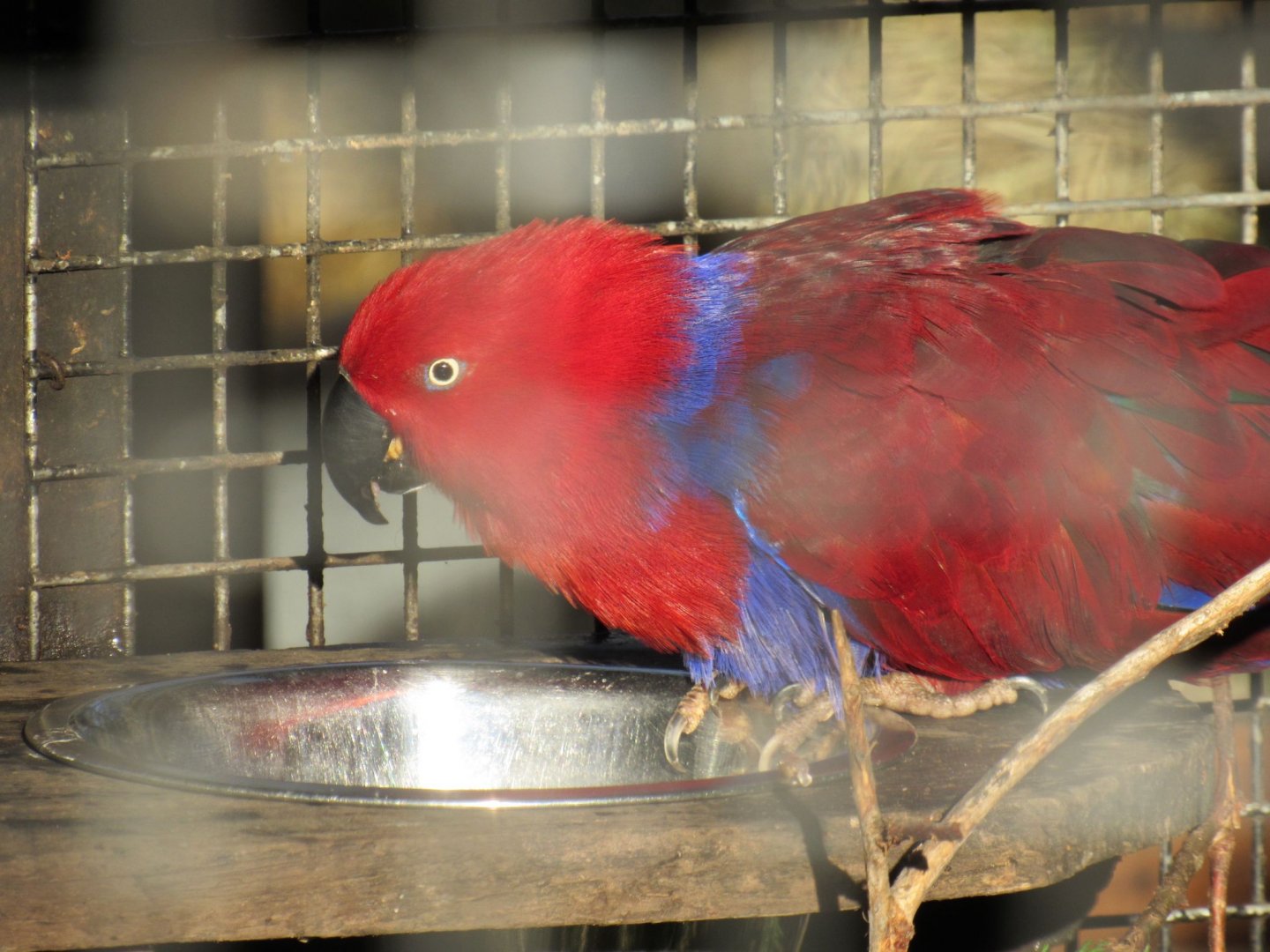 Moluccan eclectus