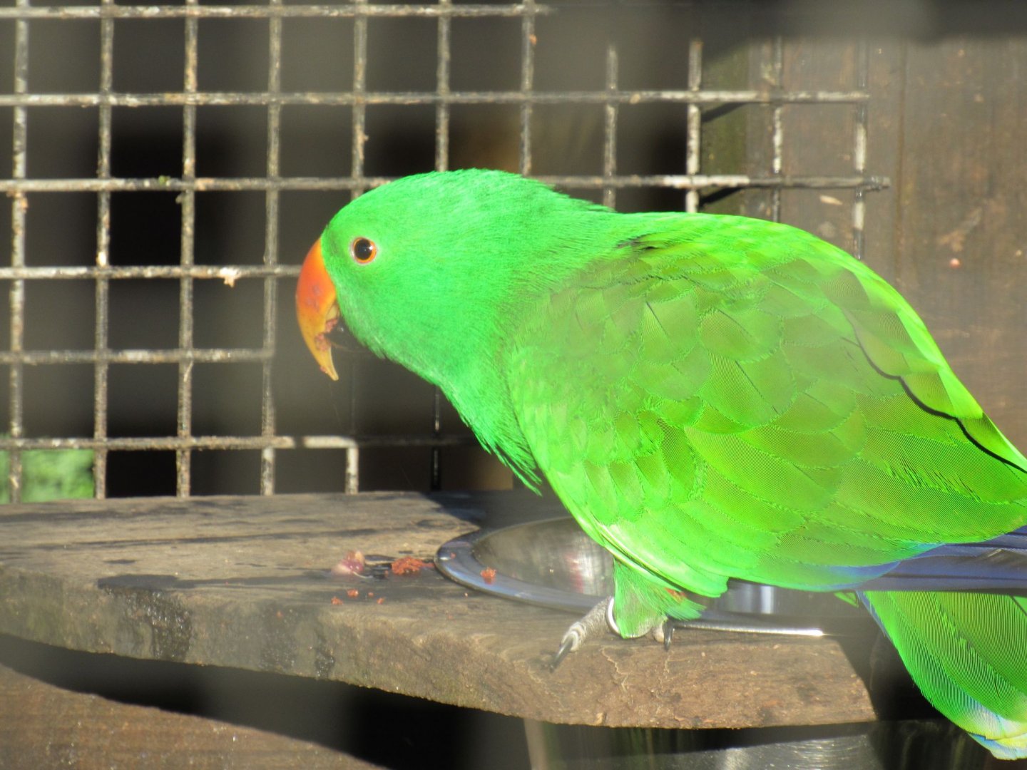 Moluccan eclectus