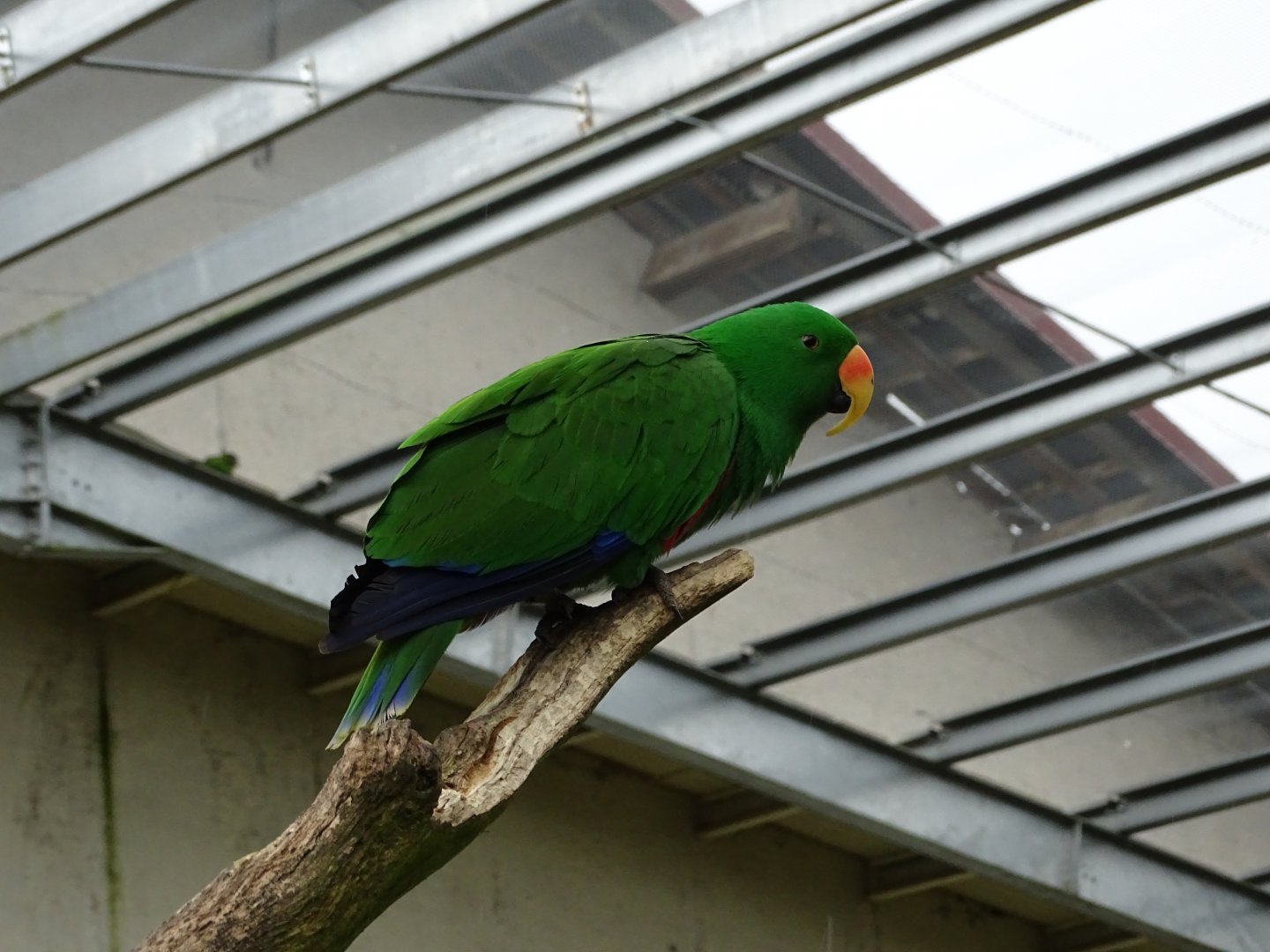 Moluccan eclectus