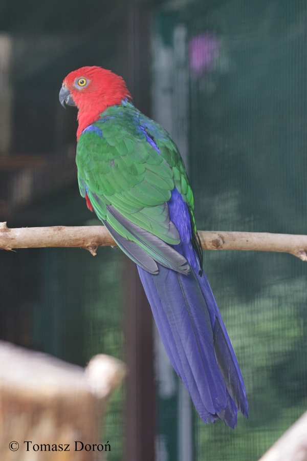Moluccan King Parrot (Alisterus amboinensis buruensis)
