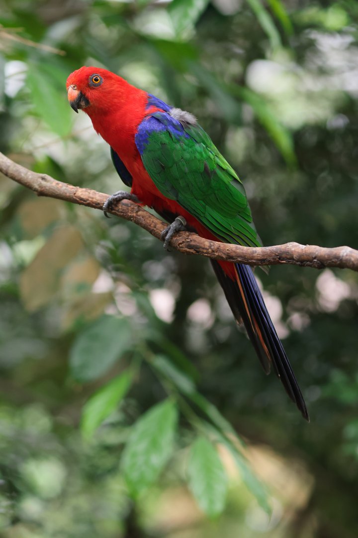 Moluccan King-parrot (Alisterus amboinensis) - Songs of the Forest