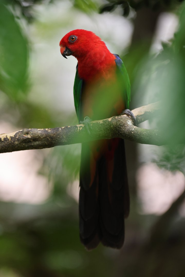Moluccan King-parrot (Alisterus amboinensis) - Songs of the Forest