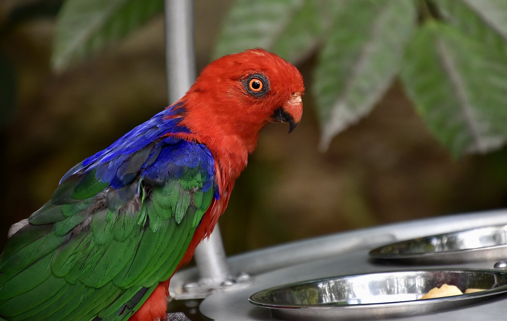 Moluccan King Parrot (Alisterus amboinensis)