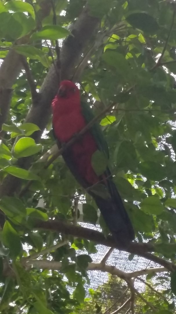 Moluccan king parrot (Alisterus amboinensis)