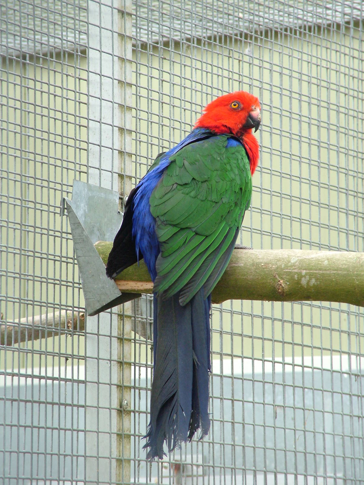 Moluccan King Parrot at Plantaria 14/05/09