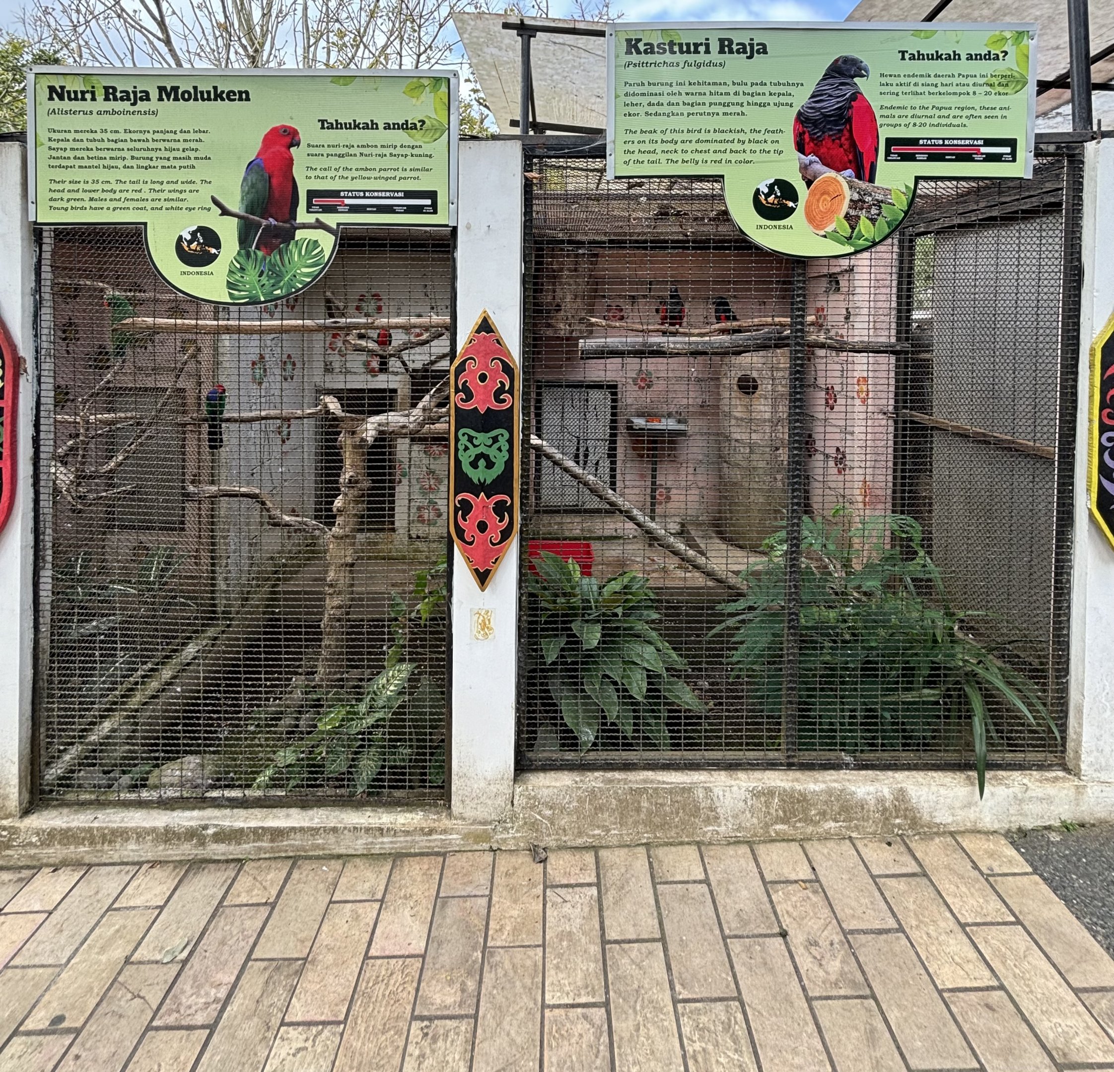 Moluccan King Parrot + Pesquet’s Parrot Aviaries