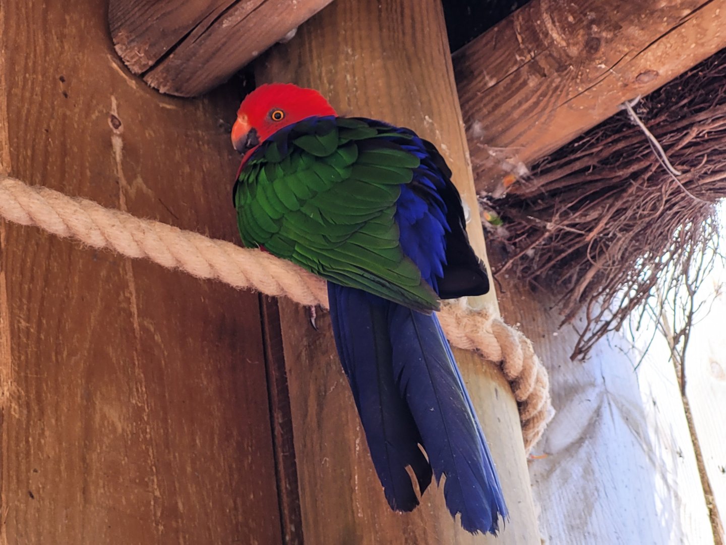 Moluccan king parrot -Zoo du bassin d'Arcachon (2024)