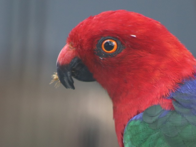 Moluccan King-parrot
