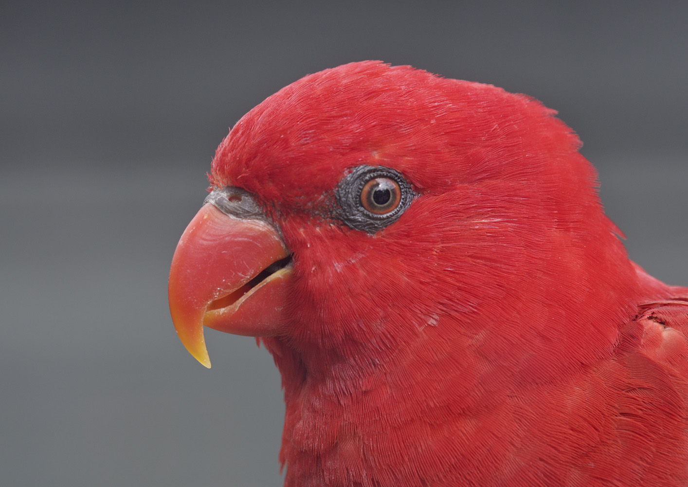 Moluccan lory